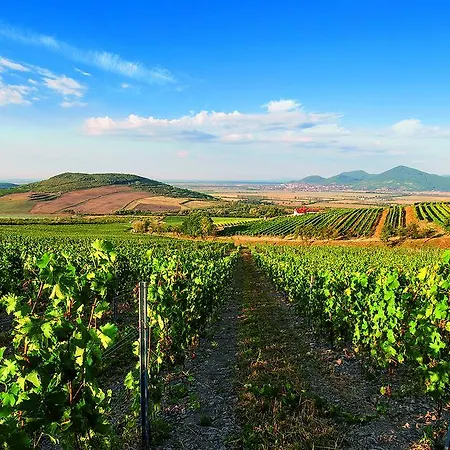 Tokaj Ostrozovic Πανσιόν